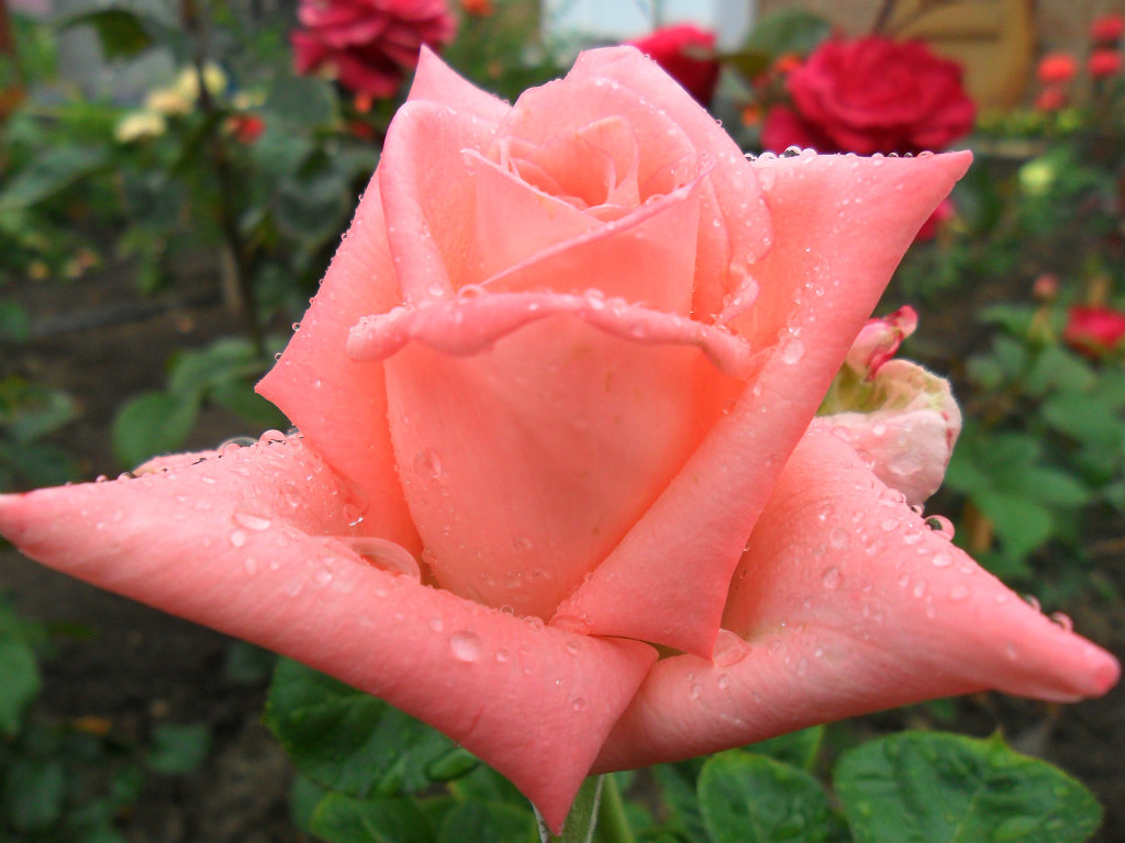 Розовые розы сорта названия. Сорта розовых роз чайно-гибридных.